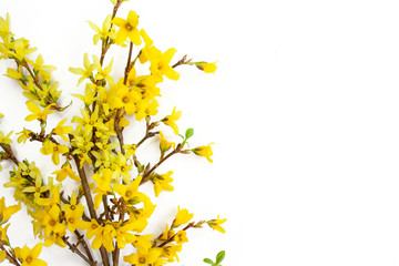 Forsythia branches covered with yellow flowers