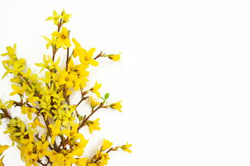 Forsythia branches covered with yellow flowers