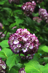 Purple vivid hydrangea flowers blooming in the mountains of Kamakura, Japan