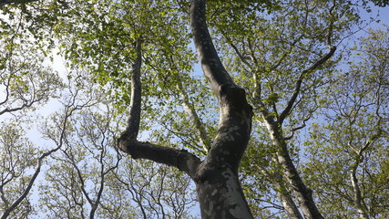 tree in spring