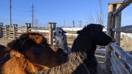 Young alpaca in the zoo outdoor in the daylight