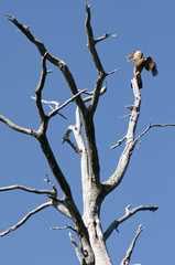Chimango caracara Milvago chimango on a tree.