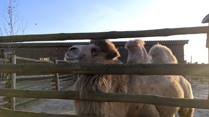 Camel behind the fence in the zoo