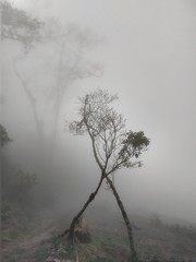 Two trees in the mystical and foggy landscape