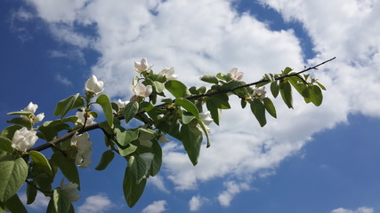 branch of a tree with blue sky and clouds