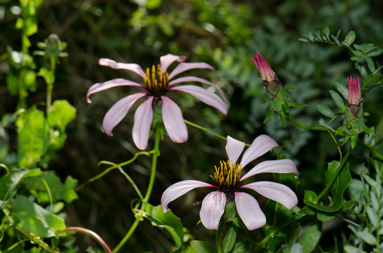 Flowers of Chilean climbing gazania Mutisia ilicifolia.