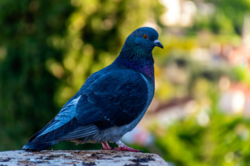 A close-up of a regular urban pigeon perched on a stone low wall in a medieval old town Vence (France)