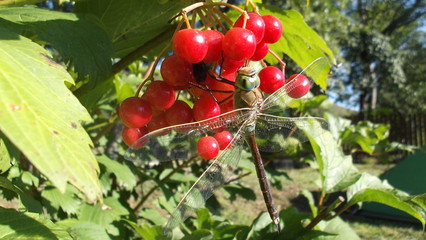 Dragonfly_02