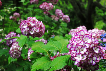 Purple vivid hydrangea flowers blooming in the mountains of Kamakura, Japan