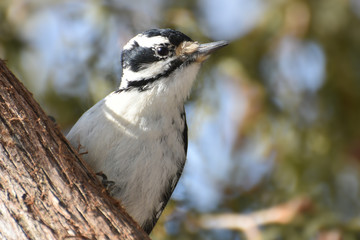 Woodpecker staring