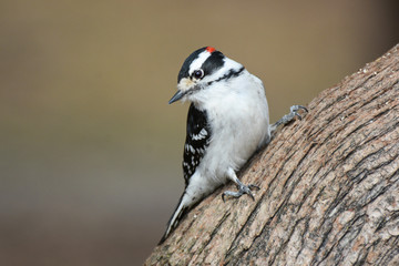 Downy Woodpecker on branch
