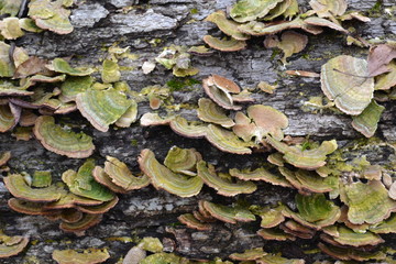 Small Oyster Mushrooms Scattered Across A log