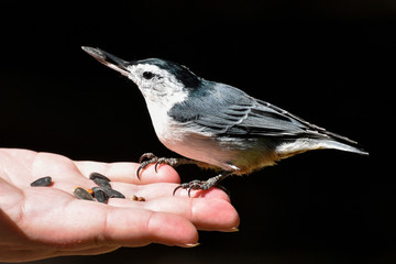 Bird in the hand - white-breasted nuthatch