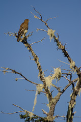 Chimango caracara Milvago chimango on a tree.