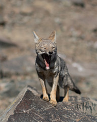 Zorro Chilla Parque Nacional La Campana