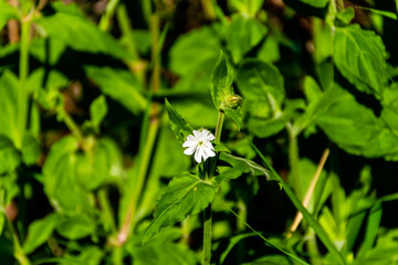 A close-up of a small white Silene latifolia (white campion) flower among the green leaves and plants under the warm sunlight