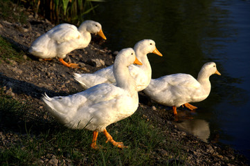 Famiglia di anatre aul lago al calar del sole