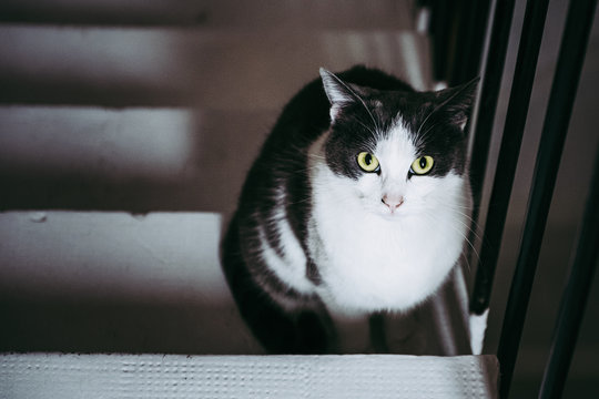 41 Best Chat Noir Et Blanc Images Stock Photos Vectors Adobe Stock