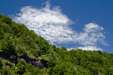 Forest and clouds in the Conguillio National Park.