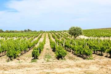 Fototapeta na wymiar Vineyard with rows of grapes growing under a blue sky in Sicily in brown soil.