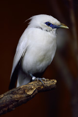 blue bird on a branch