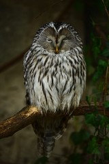 portrait of an owl