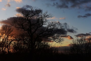 tree at sunset