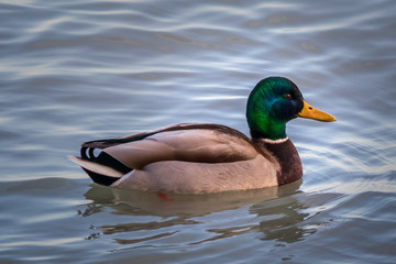 Wild ducks swims in the lake. Siofok town on Balaton lake in Hungary.