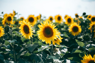 Fototapeta na wymiar Sunflower field on a sunny day in summer