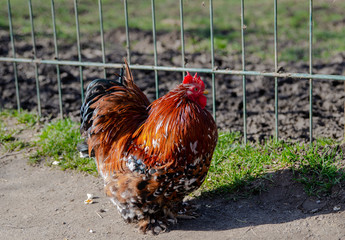feathered bantams  in the farmyard