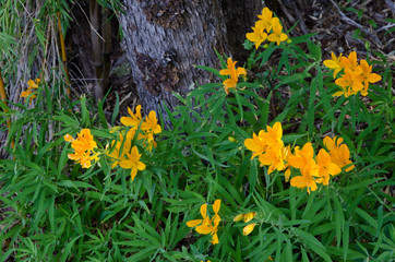 Peruvian lilies Alstroemeria aurea in flower in the Conguillio National Park.
