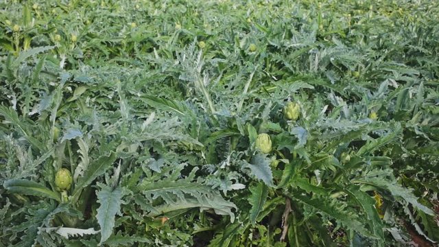 Farm field with green artichoke plants 