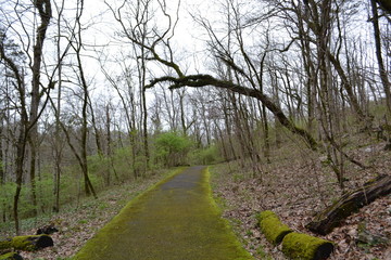 Obraz premium Old, Curvy Tree Hanging Over Mossy Path