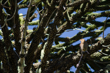 Chimango caracara on a monkey puzzle tree.