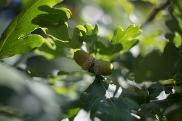 Green acorn with oak leaves © Hennadii