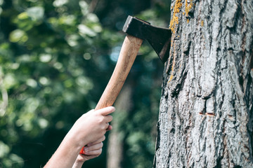 Ax with a red wooden handle stuck in a tree