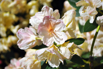 White, soft pink rhododendron flowers, blurry green leaves, natural organic background