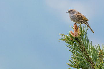 A dunnock (Prunella modularis) portrait