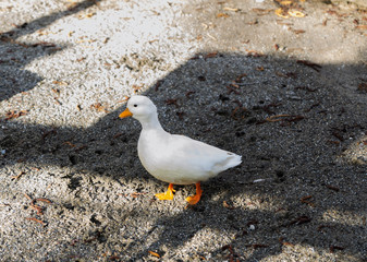 dwarf duck in the farmyard