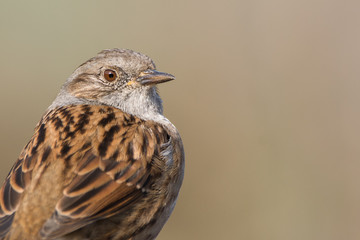 A dunnock (Prunella modularis) portrait