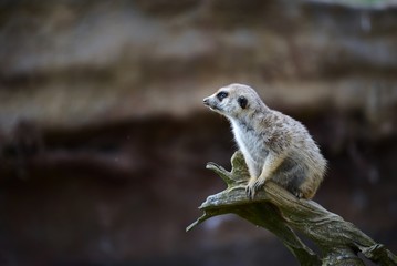 meerkat on a rock