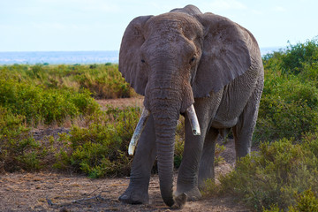 Naklejka na ściany i meble Elephant walking in Amboseli national park. Taken from the 4X4 while on a game drive during a safari trip around Kenya and Tanzania. 