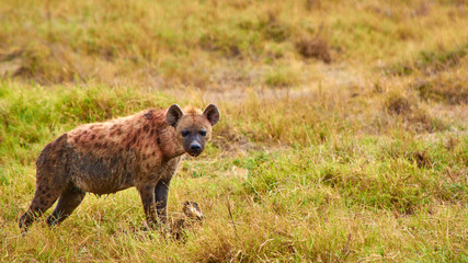 Hyena staring in Serengeti plains. Taken from the 4X4 while on a game drive during a safari trip...