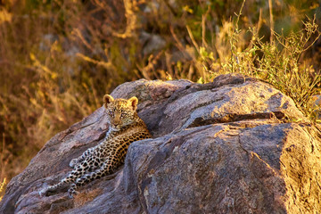 Leopard cub lying on a rock at sunset time in Serengeti.Taken from the 4X4 while on a game drive during a safari trip around Kenya and Tanzania. 