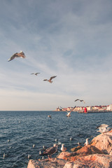seagulls on the beach