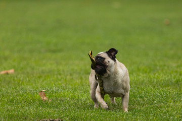 Mops mit Stock