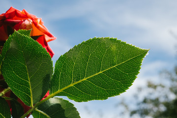 Red Rose on the Branch in the Garden