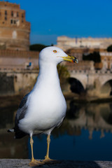 A seagull sits on a bridge against the background of a Roman castle  J