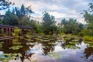 Una vasca con foglie di ninfee e le piante che si riflettono sull'acqua nel giardino botanico di...