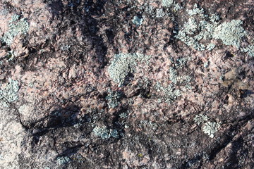 lichen on a rock